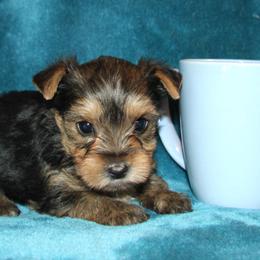 Pixie - Black and tan female Yorkshire Terrier puppy in Saint Clair, Missouri from Missouri Yorkies