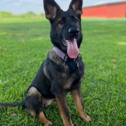 German Shepherd Puppies from Eisenkraft K9’s