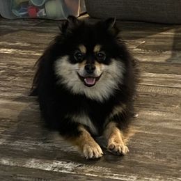 Mocha - Pomeranian