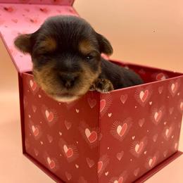 Melody - Black and tan female Yorkshire Terrier puppy in Galesburg, Illinois from Sunny Sky Yorkies