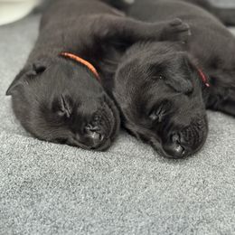 Labrador Retriever Puppies from Meadow Pond Retrievers