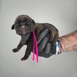 Jael - Black brindle female Cane Corso puppy in Elkhart, Indiana from Martins Almighty Cane Corsos