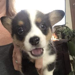 Green Collar Male - Black and tan Pembroke Welsh Corgi puppy in Waynesboro, Virginia from River Ridge Corgis