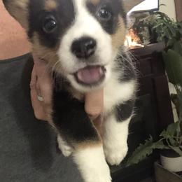 Green Collar Male - Black and tan Pembroke Welsh Corgi puppy in Waynesboro, Virginia from River Ridge Corgis