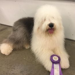 Old English Sheepdogs from Owasco Valley Sheepies