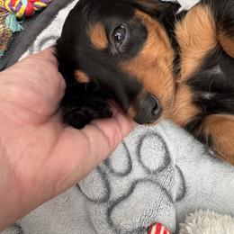Dachshund Puppies from Bigony Family Dachshund’s