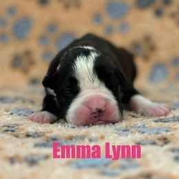 Boxer Puppies from Tommaso AKC Boxers