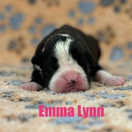 Boxer Puppies from Tommaso AKC Boxers