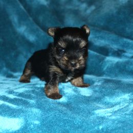 Bella - Black and tan female Yorkshire Terrier puppy in Saint Clair, Missouri from Missouri Yorkies