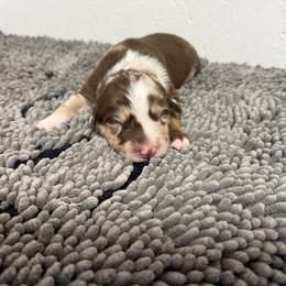 Billy the Kid - Red merle male Australian Shepherd puppy in Smithfield, Utah from C&C Ranch