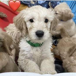 Bernedoodle and Goldendoodle Puppies from Lyon and Luna Goldendoodles Bernedoodles