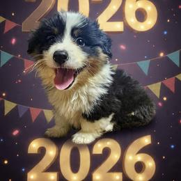 Gristletoe Joe - Black and tan male Pembroke Welsh Corgi puppy in Castle Rock, Washington from Heckman Corgis