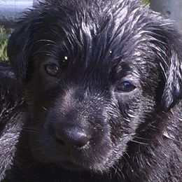 Labrador Retrievers from Southern Field Retrievers