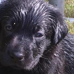 Labrador Retrievers from Southern Field Retrievers