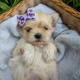 Companion Cross, Havanese, Mal-Shi, Maltese, Maltipoo, Morkie, and Shih Tzu Puppies from Seeking Shalom Acres Maltese, Maltipoos & Havamalts