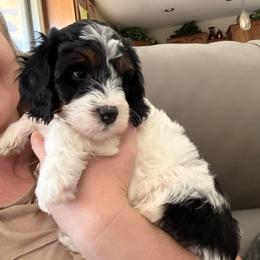 Birch - Tri-color male Cavapoo puppy in Sun City, Arizona from AZ Cavapoos