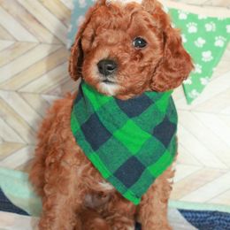 Nugget - Blenheim Cavapoo puppy in Dundee, Ohio from Dundee Dandy Poodles
