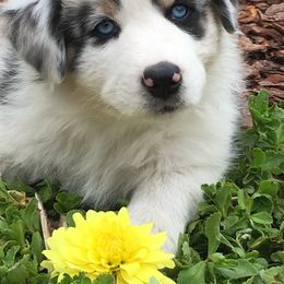 Australian Shepherd Puppies from Cottage Farm Aussies