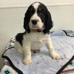Boy 3 Orange collar - English Springer Spaniel puppy from Stratton Spaniels
