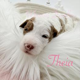 Theia - Yellow and white female Bernedoodle puppy in Omaha, Nebraska from Whimsy Doodles