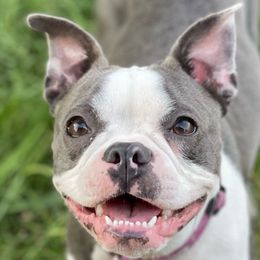 Pebbles - Boston Terrier