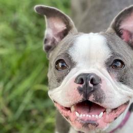 Pebbles - Boston Terrier