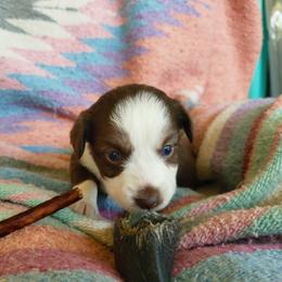 Ruth - Red tri female Miniature Australian Shepherd puppy in Willard, Missouri from Stoney Brook Aussies