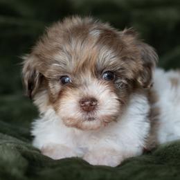 Sugar Pie - Merle female Schnoodle puppy in Grove, Oklahoma from Grand Lake Poodles & Doodles