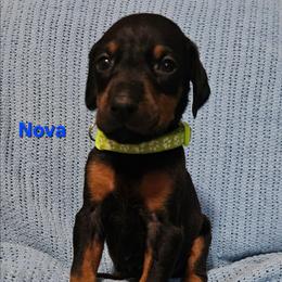 Nova - Black and rust female Doberman Pinscher puppy in Mount Orab, Ohio from Heyne Kennels