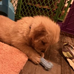 Neon green collar - Golden male Golden Retriever puppy in Mullins, South Carolina from Rainyday Goldens
