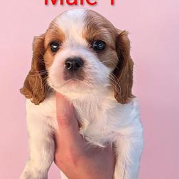 Male 1 - Blenheim male Cavalier King Charles Spaniel puppy in Unicoi, Tennessee from Unaka Mountain Corgis