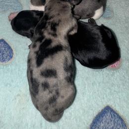 Dachshund Puppies from Dachshund Dad