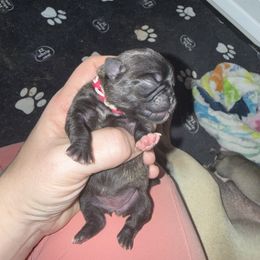Noodle - Brindle female Pug puppy in Vader, Washington from Tanori Kennels