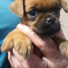 Luna - Red female Brussels Griffon puppy in Nc, Florida from Brusseluv2