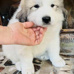 Great Pyrenees puppies from Polar Light Great Pyrenees