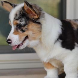 American Corgis, Collies, and Pembroke Welsh Corgis from Voneida Collies & Corgis