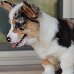 American Corgis, Collies, and Pembroke Welsh Corgis from Voneida Collies & Corgis