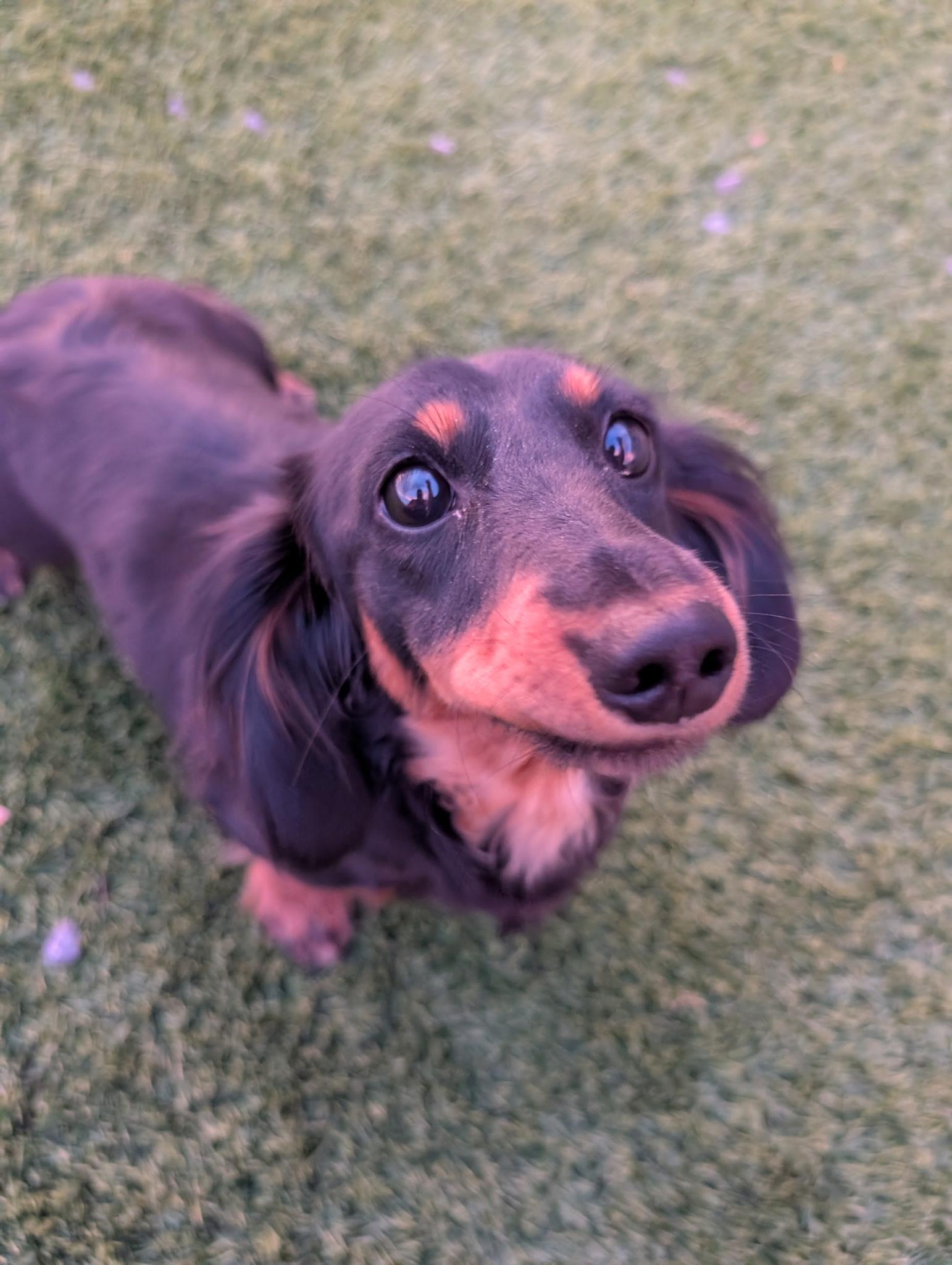 Daisy