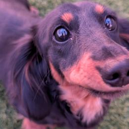 Daisy - Dachshund