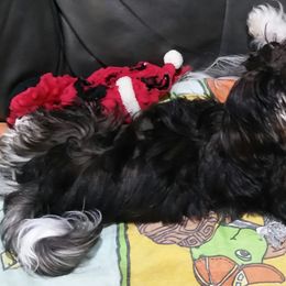 Havanese Puppies from Ravhav Havanese