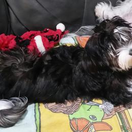 Havanese Puppies from Ravhav Havanese