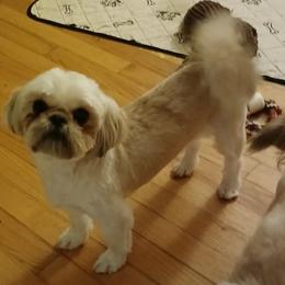 Oliva - Shih Tzu