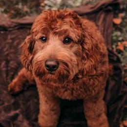 Jethro - Australian Labradoodle