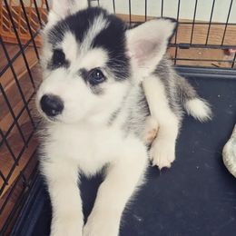 Siberian Husky Puppies from Husky Rose