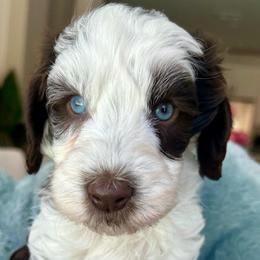 Light blue collar chocolate parti boy - Parti male Goldendoodle puppy in Peoria, Arizona from Az Doodle Mom