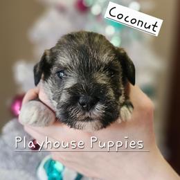Coconut - Salt and pepper female Miniature Schnauzer puppy in Lebanon, Missouri from Playhouse Puppies