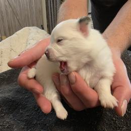 Molly - Tri-colored female Pomeranian puppy in Benbrook, Texas from J & B Pomeranians/Pomsky's L.L.C