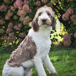 S'mores - Goldendoodle