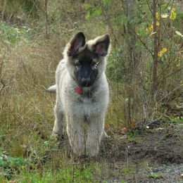 Shiloh Shepherd Puppies from Solace Shilohs