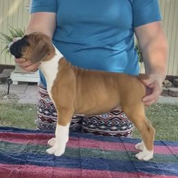Flashy boy 1 - Fawn male Boxer puppy in Wellsville, Missouri from Casino Boxers